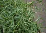 PERMA ARUGULA - Wild Rocket